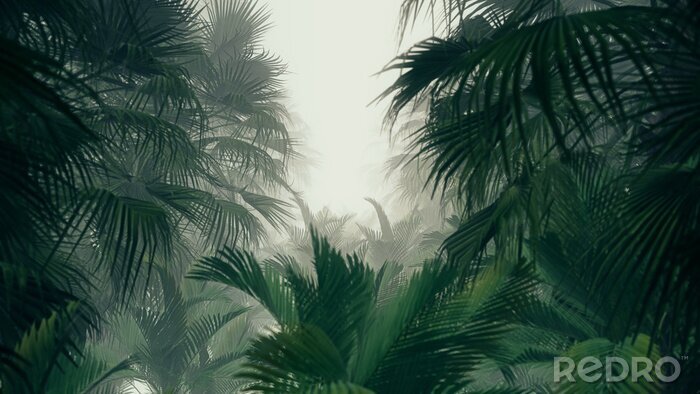 Papier peint  Cime des arbres de la jungle tropicale
