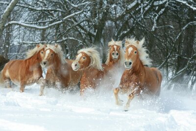 Cinq chevaux dans la neige