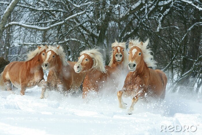 Papier peint  Cinq chevaux dans la neige