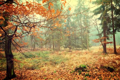 Clairière à l'automne dans une forêt