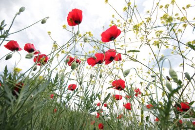Papier peint  Clairière avec des coquelicots vue d'en bas