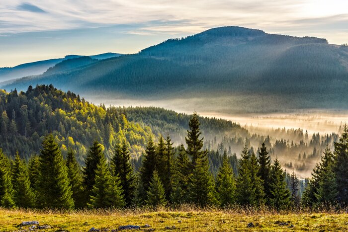 Papier peint  Clairière de montagne avec des arbres