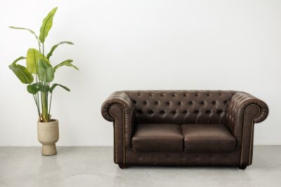 Papier peint  Classic quilted leather brown sofa and large houseplant strelitzia in pot at spacious room with white empty wall and concrete floor. Modern minimalist living room or studio interior in retro style.