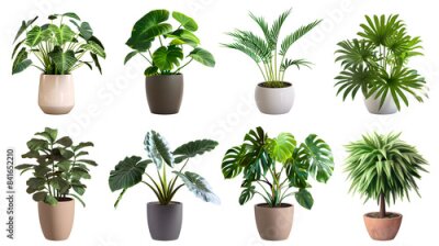 Papier peint  Clipart illustration set of trendy potted plants for home. Different indoor houseplants isolated on white background. Alocasia, begonia, fan palm, monstera, ficus, strelitzia and oxalis.[A-0001]