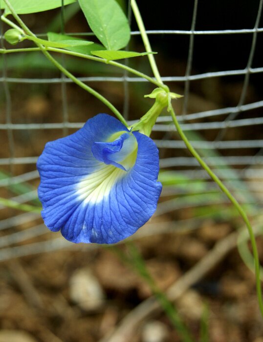 Papier peint  Clitorea ternata fleur bleue