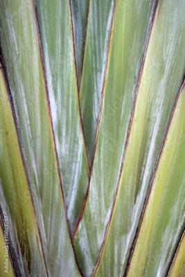 Papier peint  Close-up abstract of a white Bird Of Paradise (Strelitzia Nicolai) plant trunk in a garden