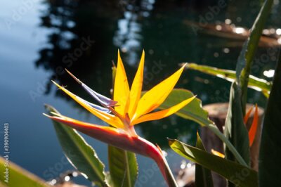 Papier peint  Close-up Bird of paradise Blossom - Strelitzia - against background of Ocean Shoreline 