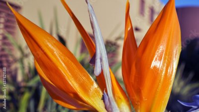Papier peint  Close up bright orange flower of strelitzia, Crete.