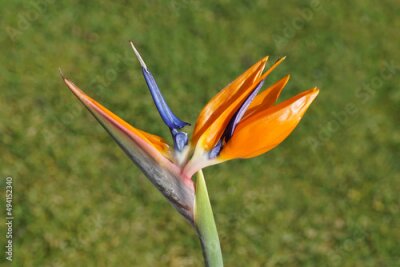Papier peint  Close up colorful flower of crane flower, bird of paradise, isigude (Strelitzia reginae). Family Strelitziaceae. Isolated, Blurred green lawn in the background