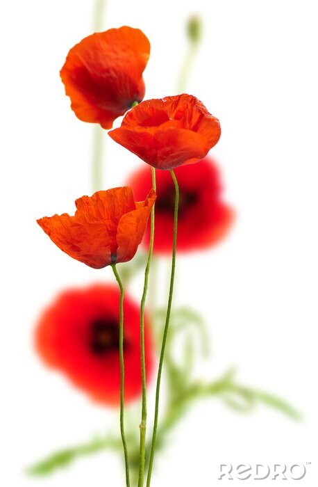 Papier peint  Close up de coquelicots rouges