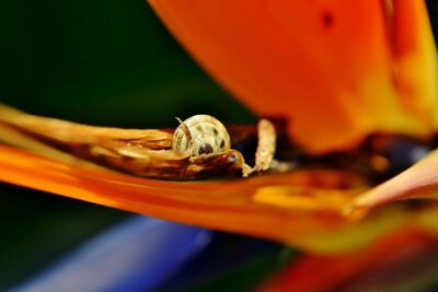 Papier peint  Close up de Escargot sur Strelitzia reginae