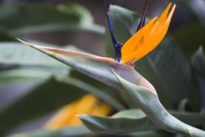 Papier peint  Close-up de l'Oiseau de paradis de fleurs (Strelitzia reginae)