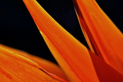 Papier peint  Close up de nouvelle fleur de strelitzia reginae