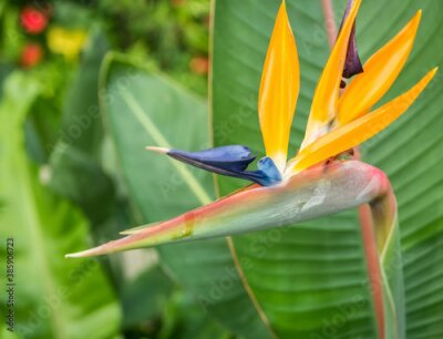 Papier peint  Close up detail with Strelitzia reginae, commonly known as the c