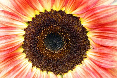 Papier peint  close-up fleur de tournesol rouge-jaune