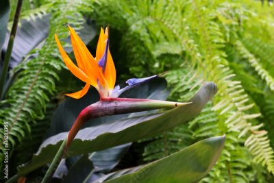 Papier peint  Close up look on Strelitzia reginae also known as the crane flower, bird of paradise or isigude.
