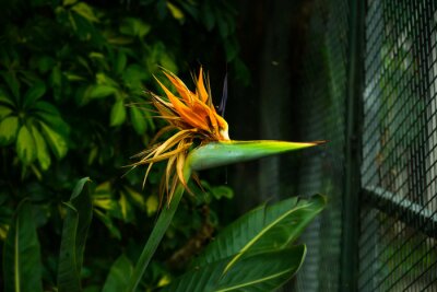 Papier peint  Close-up macro orange flower - Strelitzia royale. Blooming strelitzia reginae. Shallow depth of field.