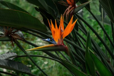 Papier peint  Close-up macro orange flower - Strelitzia royale. Blooming strelitzia reginae. Shallow depth of field.
