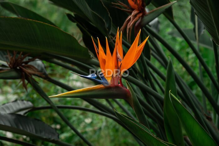 Papier peint  Close-up macro orange flower - Strelitzia royale. Blooming strelitzia reginae. Shallow depth of field.