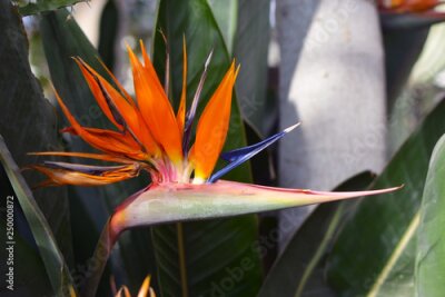 Papier peint  Close up of a beautiful exotic orange Strelitzia Reginae Bird of paradise flower in full bloom