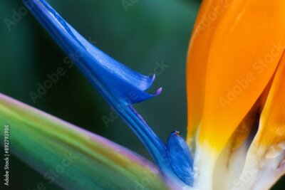 Papier peint  close-up of a beautiful flower.Strelitzia royal in the garden
