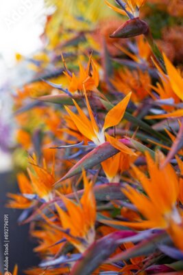 Papier peint  close-up of a beautiful flower.Strelitzia royal in the garden