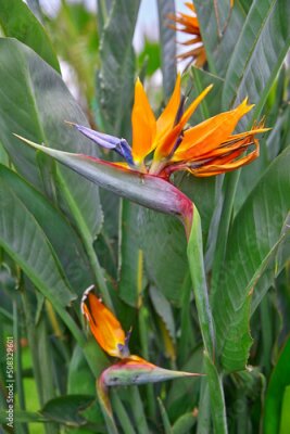 Papier peint  Close-up of a beautiful strelitzia, also called "bird of paradise flower".