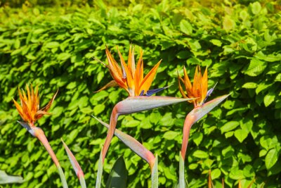 Papier peint  Close-up of a beautiful strelitzia, also called "bird of paradise flower".