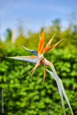 Papier peint  Close-up of a beautiful strelitzia, also called "bird of paradise flower".