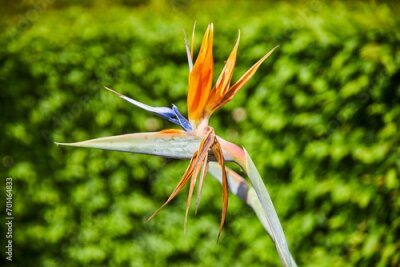 Papier peint  Close-up of a beautiful strelitzia, also called "bird of paradise flower".