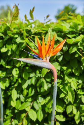 Papier peint  Close-up of a beautiful strelitzia, also called "bird of paradise flower".