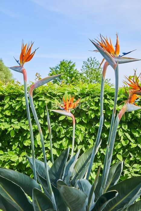 Papier peint  Close-up of a beautiful strelitzia, also called &quot;bird of paradise flower&quot;.