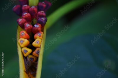 Papier peint  Close up of a bird of paradise flower or Strelitzia , an exotic tropical plant for a jungle theme background