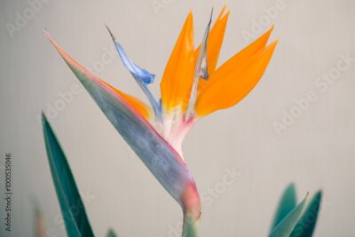 Papier peint  Close-up of a Bird of Paradise flower (Strelitzia reginae) with vibrant orange and blue petals in sharp focus, blurred background emphasizing its exotic beauty.
