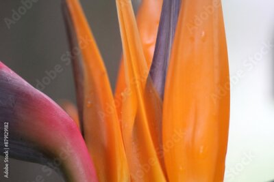 Papier peint  Close up of a Bird Of Paradise (Strelitzia) flower abstract background