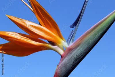 Papier peint  Close-up of a Bird Of Paradise (Strelitzia reginae) flower against a blue sky background