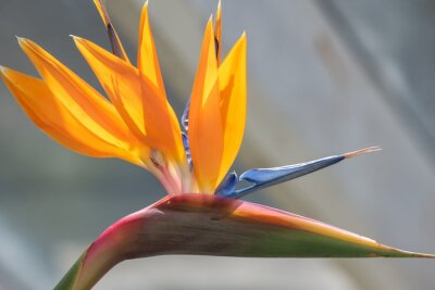 Papier peint  Close up of a bird of paradise (strelitzia reginae) flower in bloom