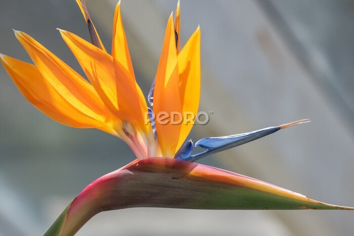 Papier peint  Close up of a bird of paradise (strelitzia reginae) flower in bloom