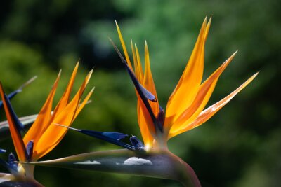 Papier peint  Close-up of a bright orange blooming bird of paradise flower (Strelitzia reginae) blooming against a green background in the garden and lit by the sun.