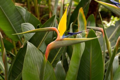 Papier peint  Close-up of a brightly multi-coloured exotic bird of paradise house plant. Strelitzia reginae, a fantastic feature plant.