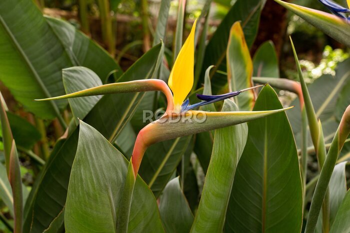 Papier peint  Close-up of a brightly multi-coloured exotic bird of paradise house plant. Strelitzia reginae, a fantastic feature plant.