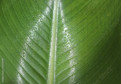 Papier peint  Close up of a fresh and wet Strelitzia leaf with drops.