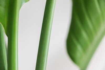 Papier peint  Close up of a green erect stem of a Strelitzia nicolai (also known as Giant White Bird of Paradise or Wild Banana) plant in daylight