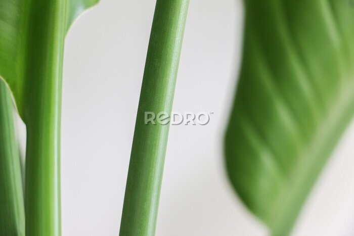 Papier peint  Close up of a green erect stem of a Strelitzia nicolai (also known as Giant White Bird of Paradise or Wild Banana) plant in daylight
