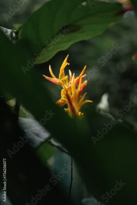Papier peint  Close-up of a Heliconia Strelitzia Reginae (bird of paradise)