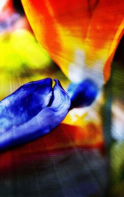 Papier peint  Close up of a new strelitzia reginae blossom