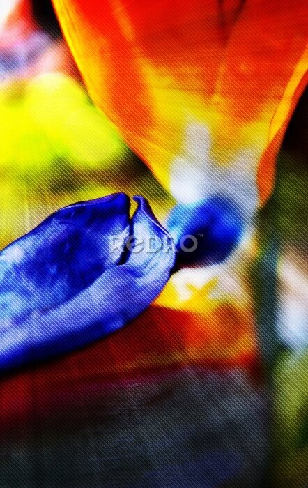 Papier peint  Close up of a new strelitzia reginae blossom