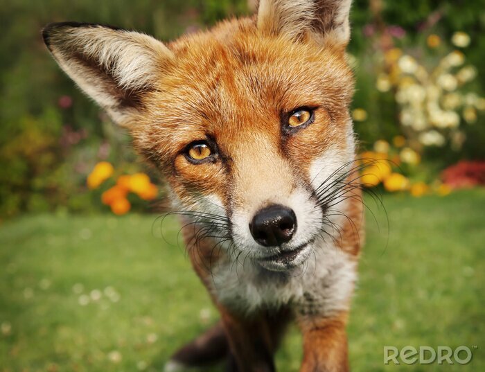 Papier peint  Close up of a red fox in summer