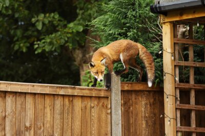 Papier peint  Close up of a Red fox walking on the fence in the back garden