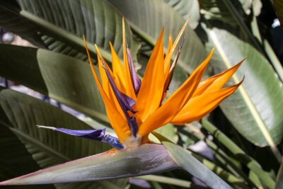 Papier peint  close up of a single orange and blue Bird of paradise flower (Strelitzia species)